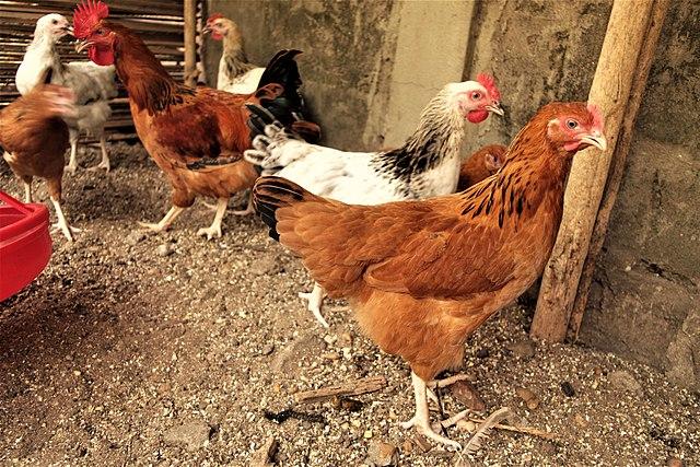 Chickens