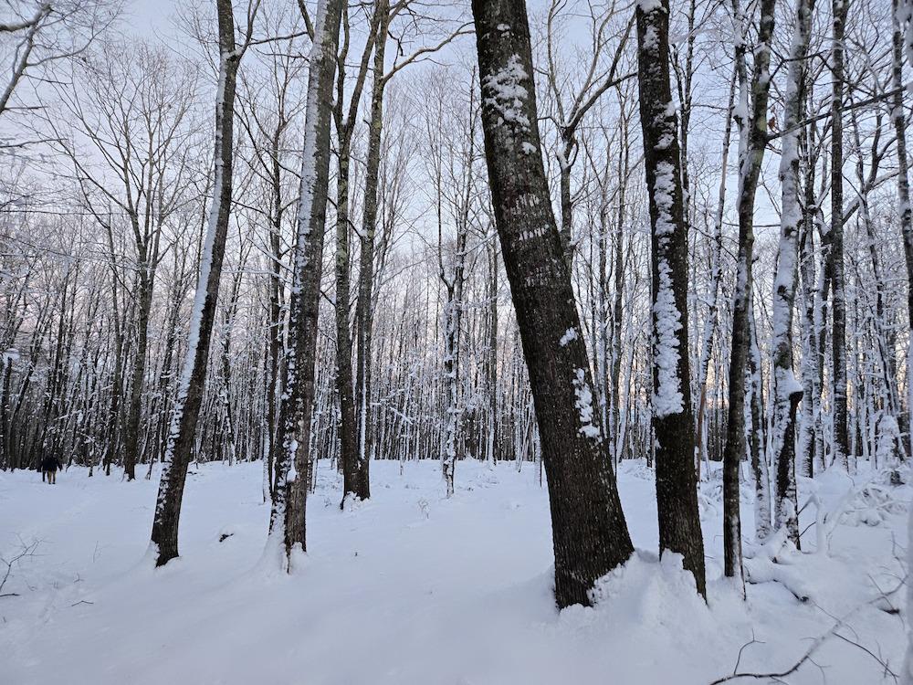 Trees in the snow
