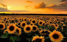 Sunflowers in a field