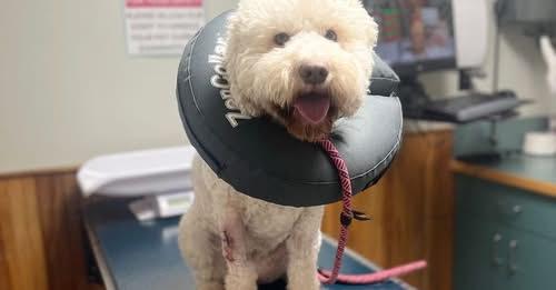 Suzette the dog after her injury